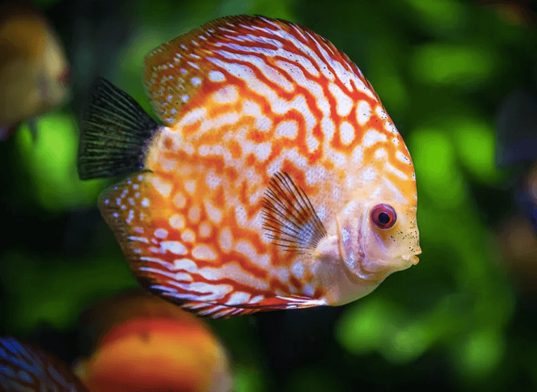aquarium-eau-douce-2