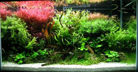 Aquarium eau douce