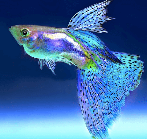 poisson-aquarium-eau-douce